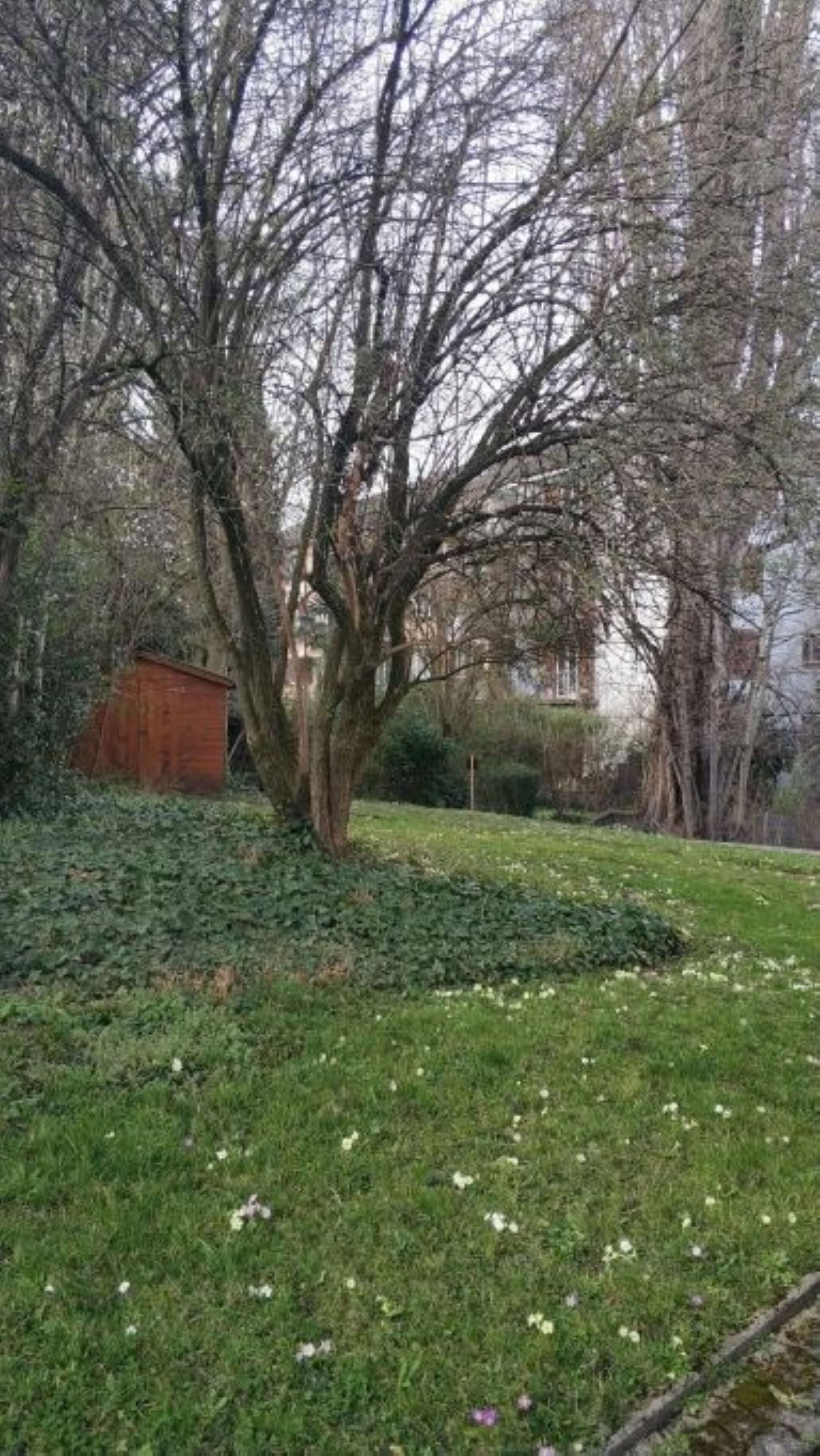 A large tree in a grassy area with a shed and a fence in the background.