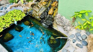 A small pond with clear blue water, surrounded by rocks and plants.