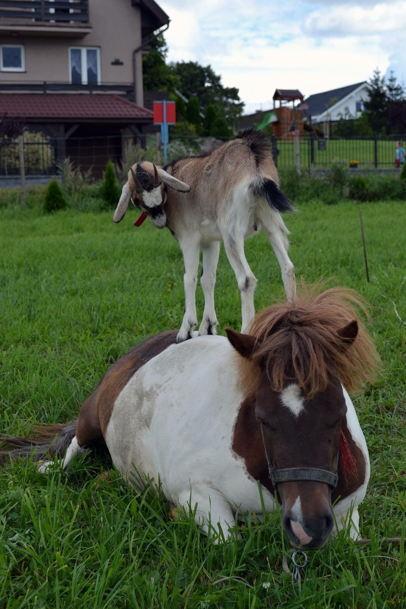 Ein liegendes Pferd mit einer Ziege auf dem Rücken.
