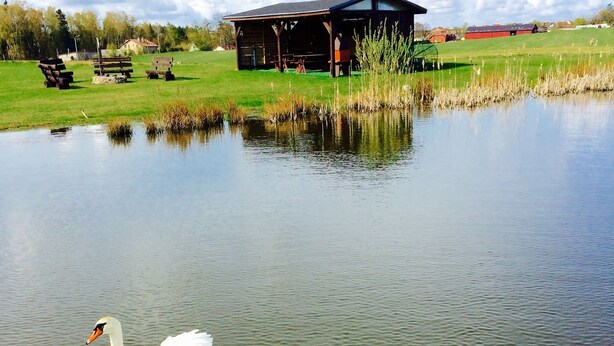 Two swans swimming in a calm pond with a wooden structure in the background. - Zajazd Agro nad Stawem (Zukowo)