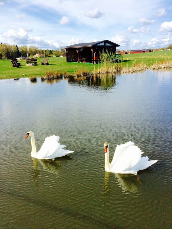 Lake - Zajazd Agro nad Stawem (Zukowo)