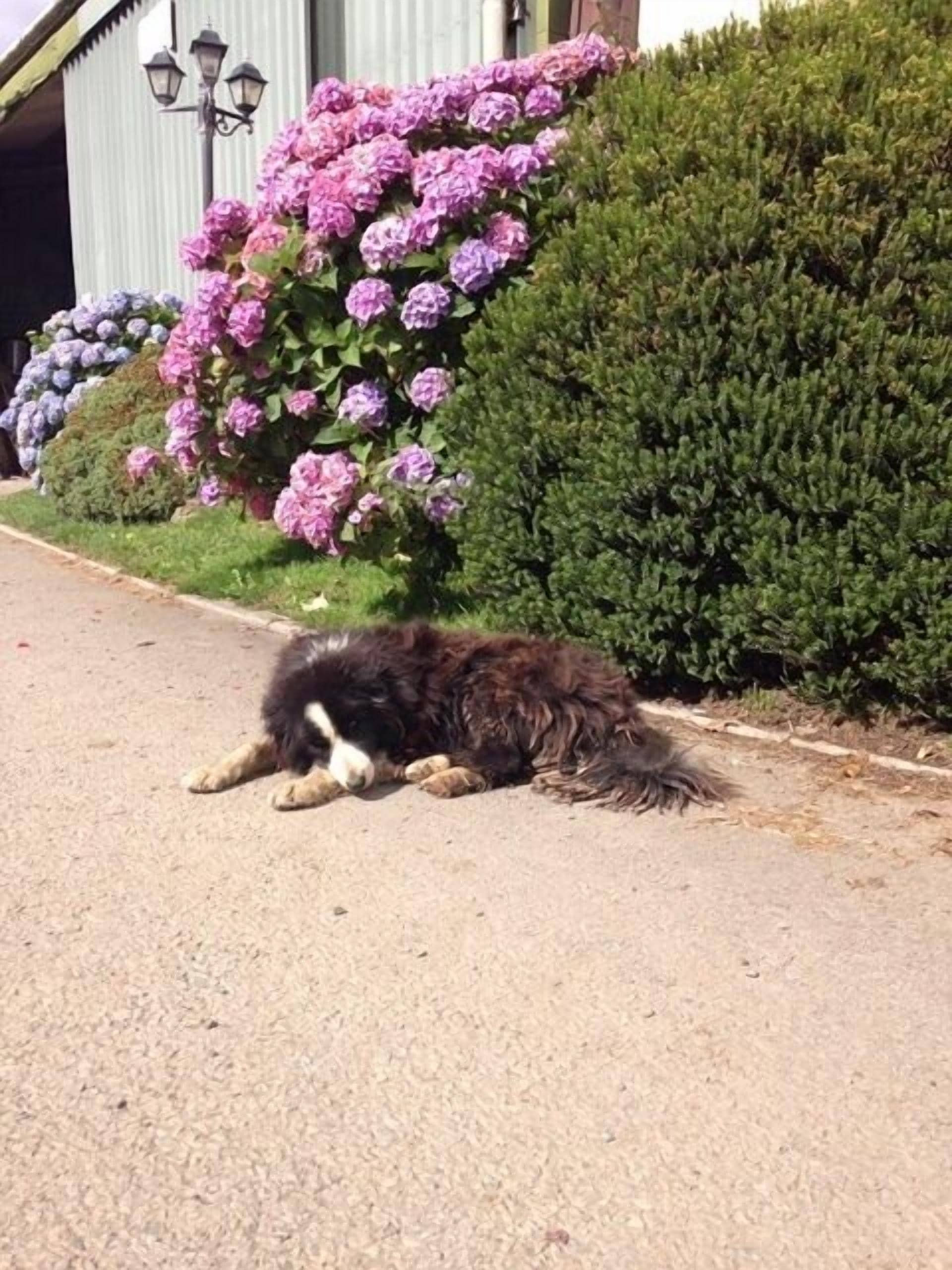 A dog lying on a paved surface next to a hedge with purple flowers.