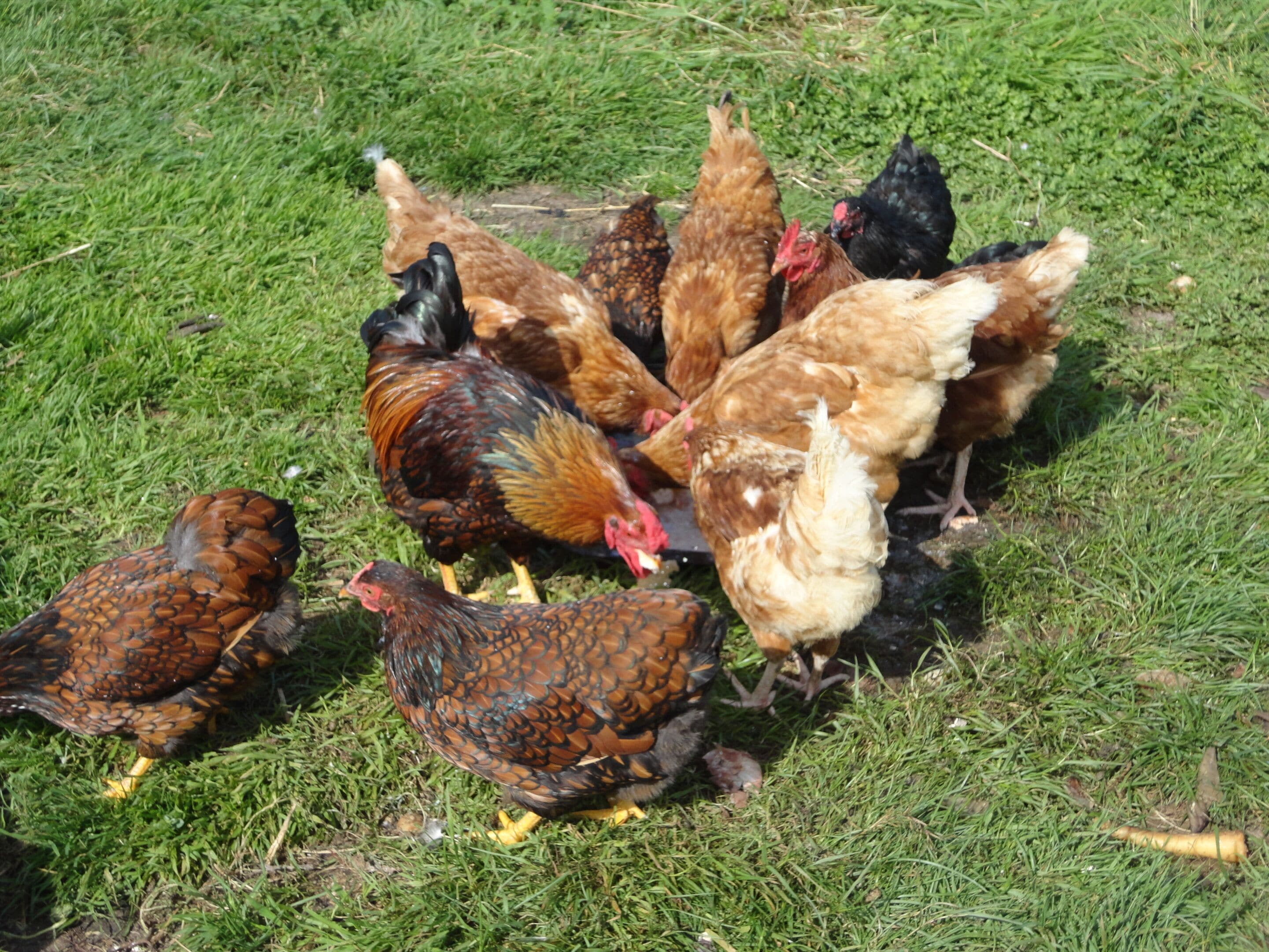 A group of chickens on a grassy field.