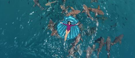 A person floating in water surrounded by sharks.