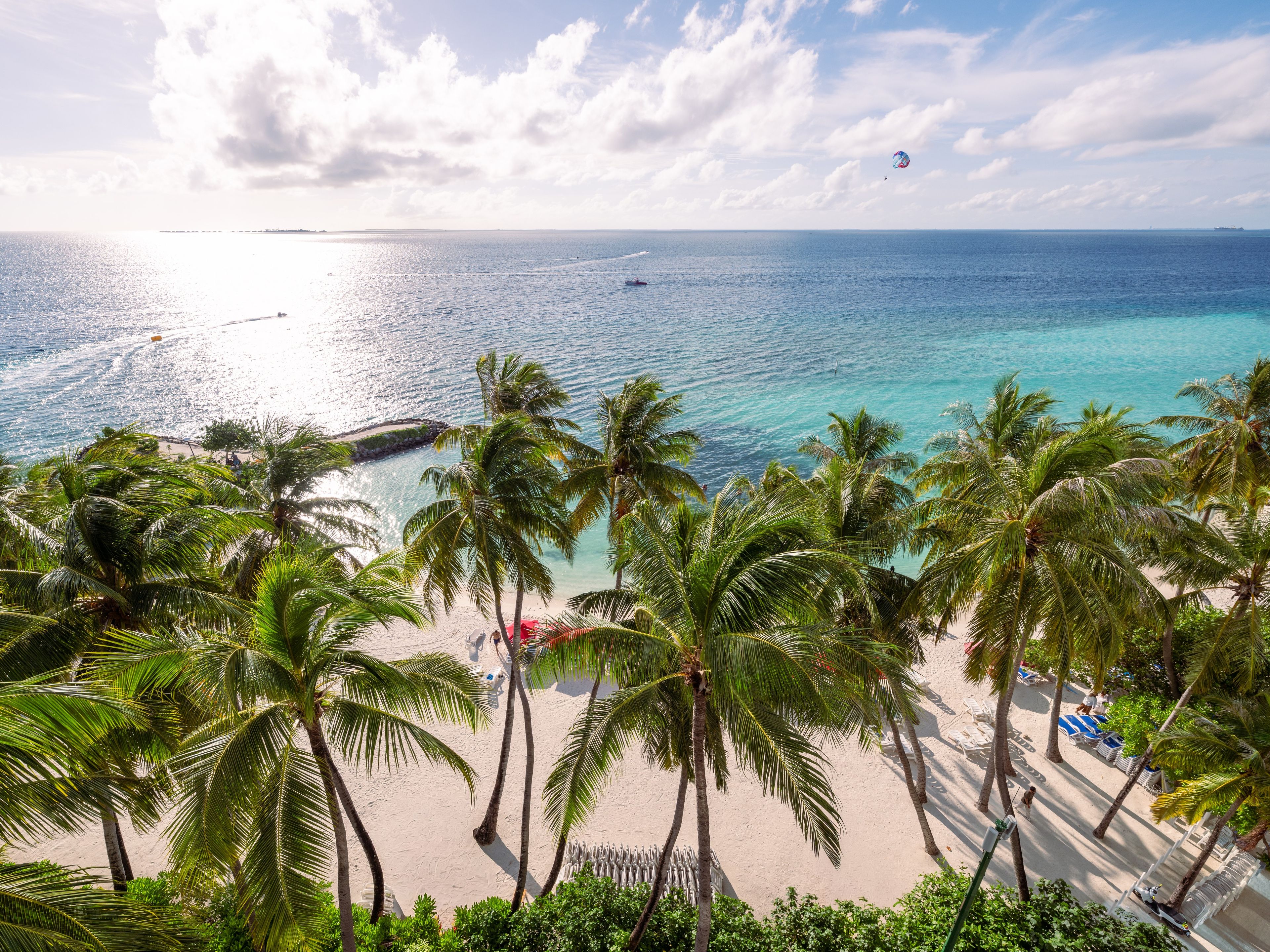 A beach with palm trees, a sandy shore, and a view of the ocean.
