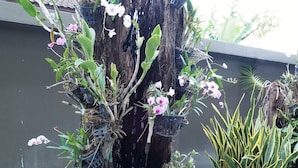 A rooftop garden with potted plants and a wooden structure. - Namnon Place (Nonthaburi)