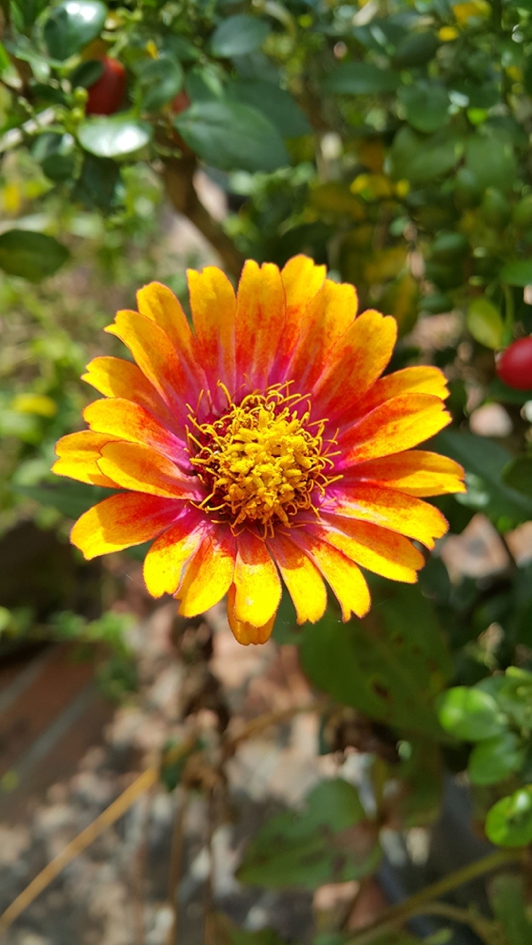 A close-up of a vibrant flower with yellow and red petals, surrounded by green leaves and branches.