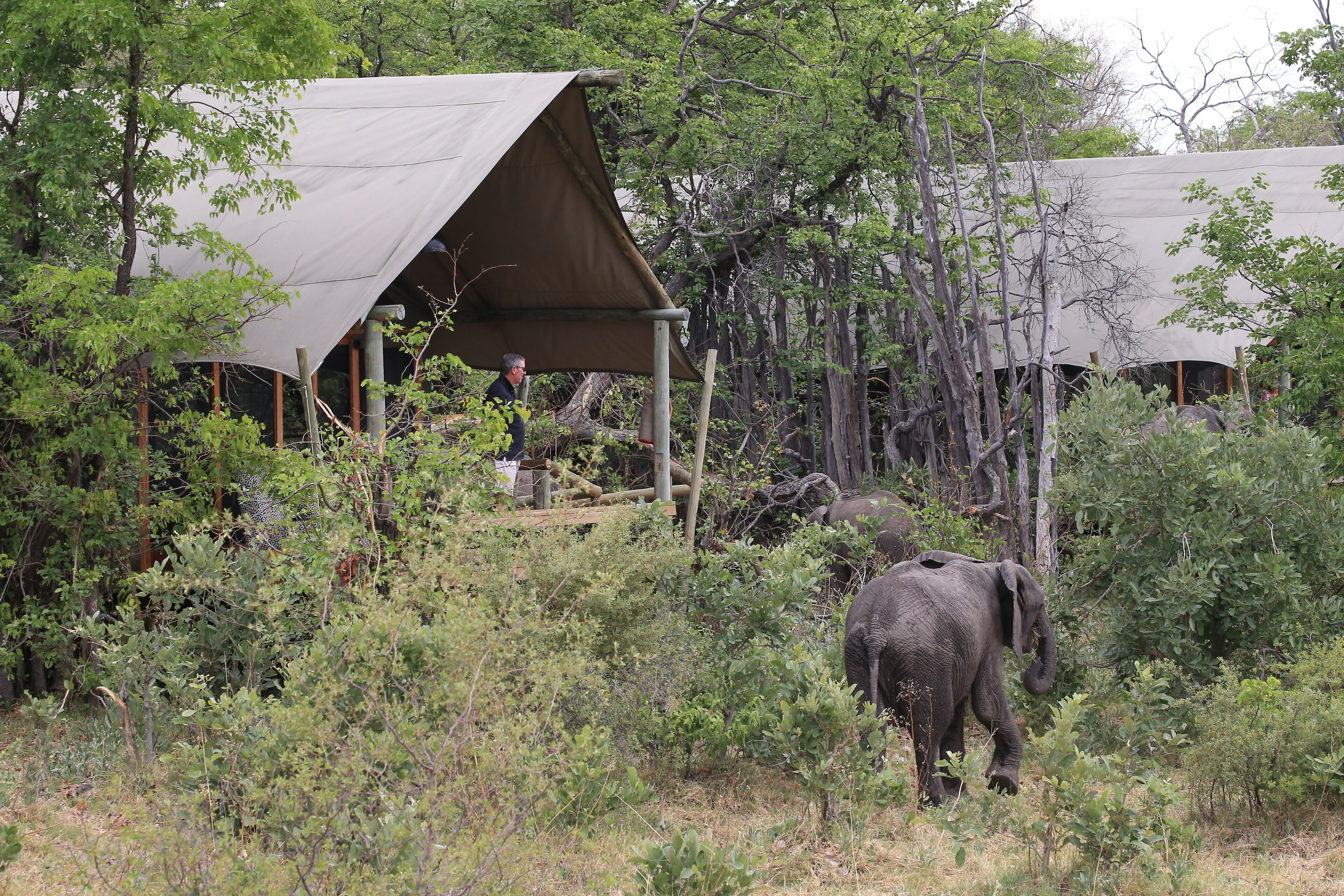 A tented structure in a forested area with an elephant nearby.