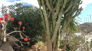 Un gran cactus con flores rojas, rodeado de rocas y otra vegetación.