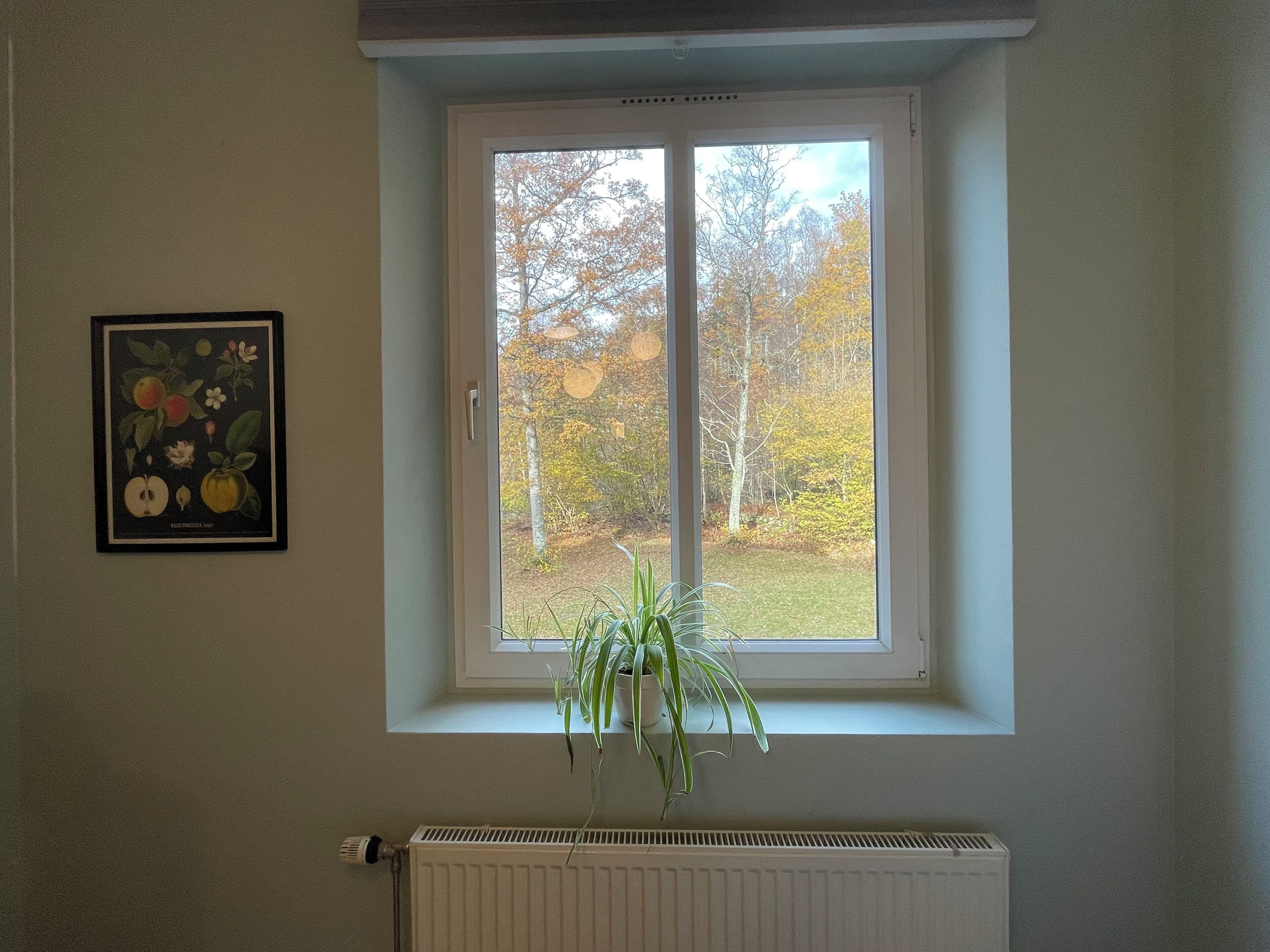 A room with a window, a radiator, and a framed botanical print on the wall.