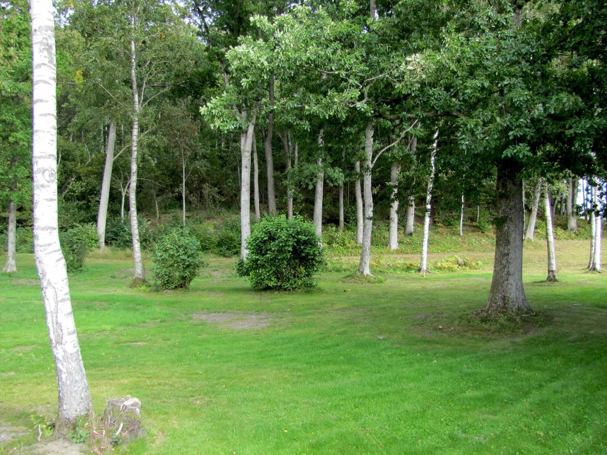 Et skovområde med høje træer og en græsmark.