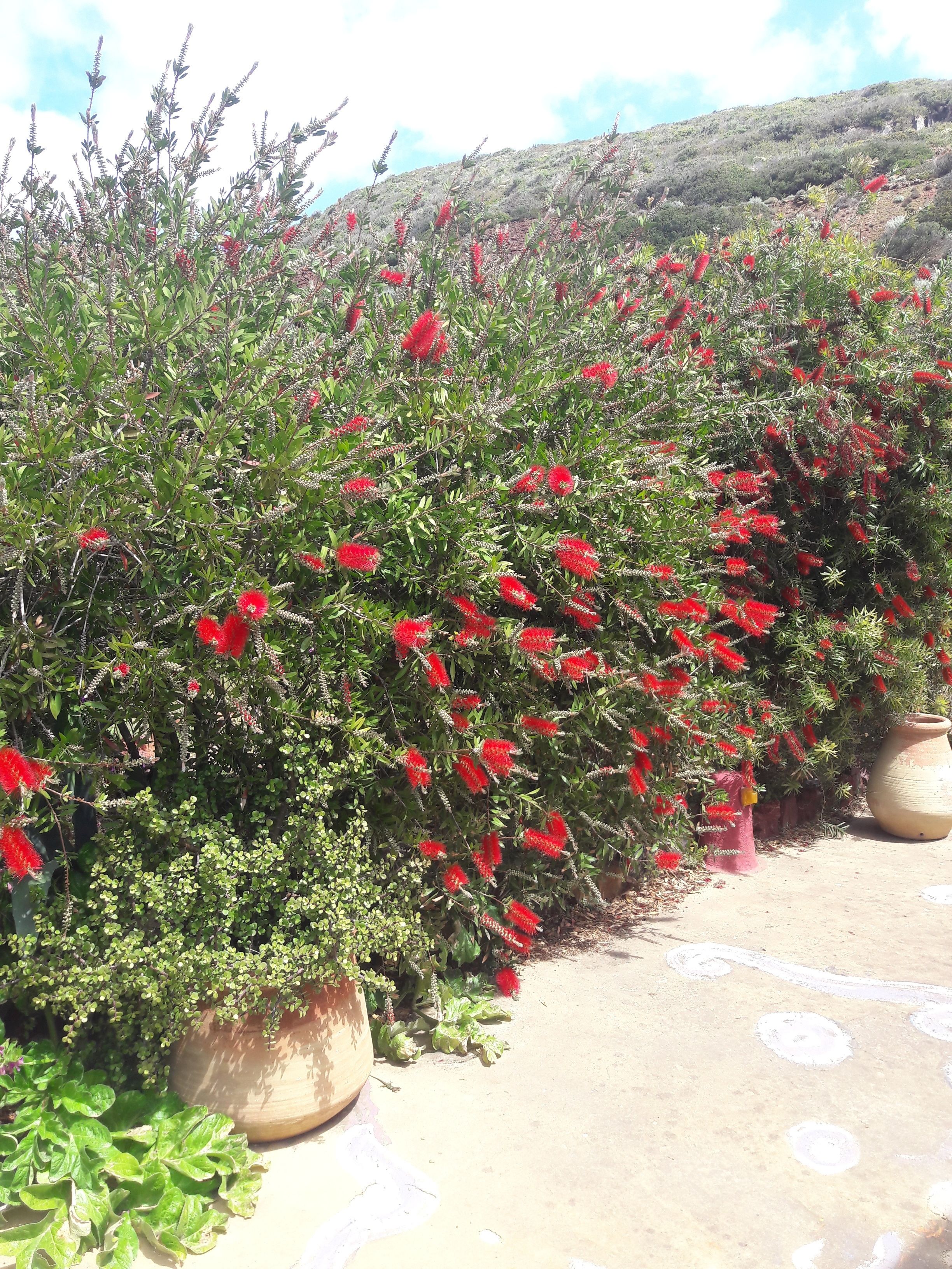 Un jardín con plantas de flores rojas y una maceta grande.