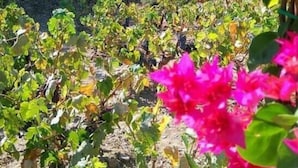 A vineyard with rows of grapevines and pink bougainvillea flowers in the foreground. - La Maison Vert Amande (Kea)