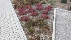 A landscaped garden area with a brick pathway and a patterned tile section. - Penny-Pension (Gross Twulpstedt)