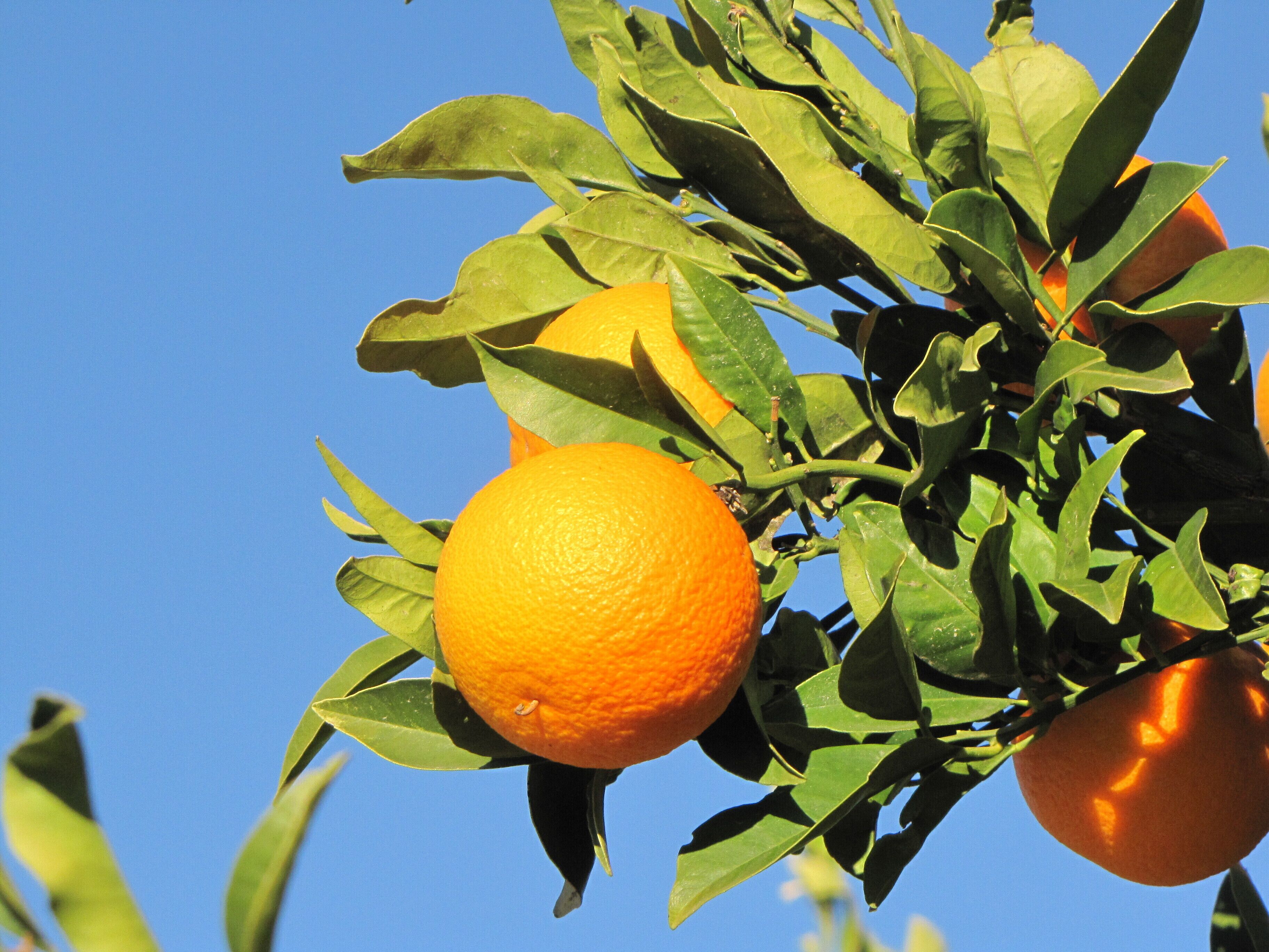 Des oranges sur un arbre aux feuilles vertes, sur fond de ciel bleu clair.