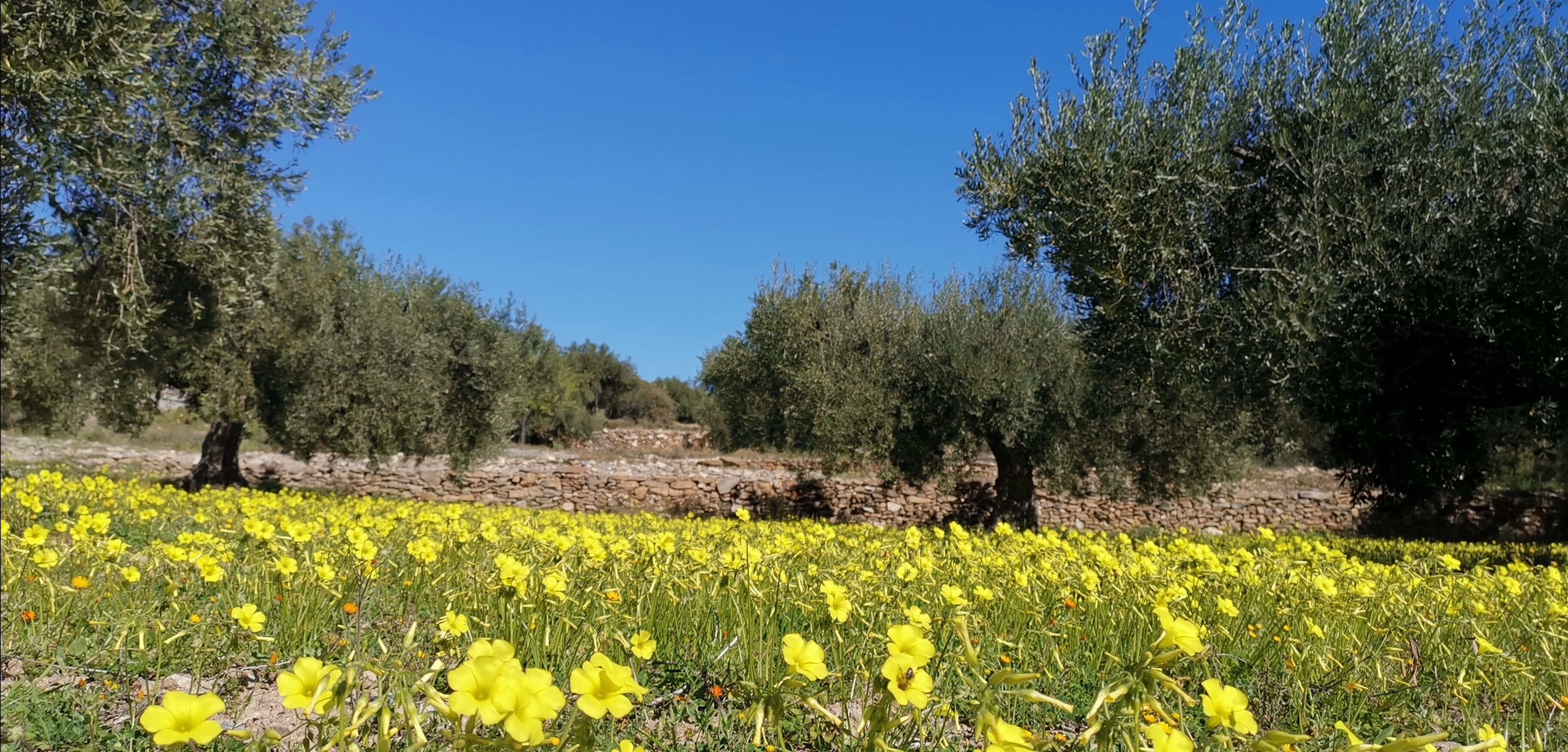 Un campo de flores amarillas con olivos al fondo.