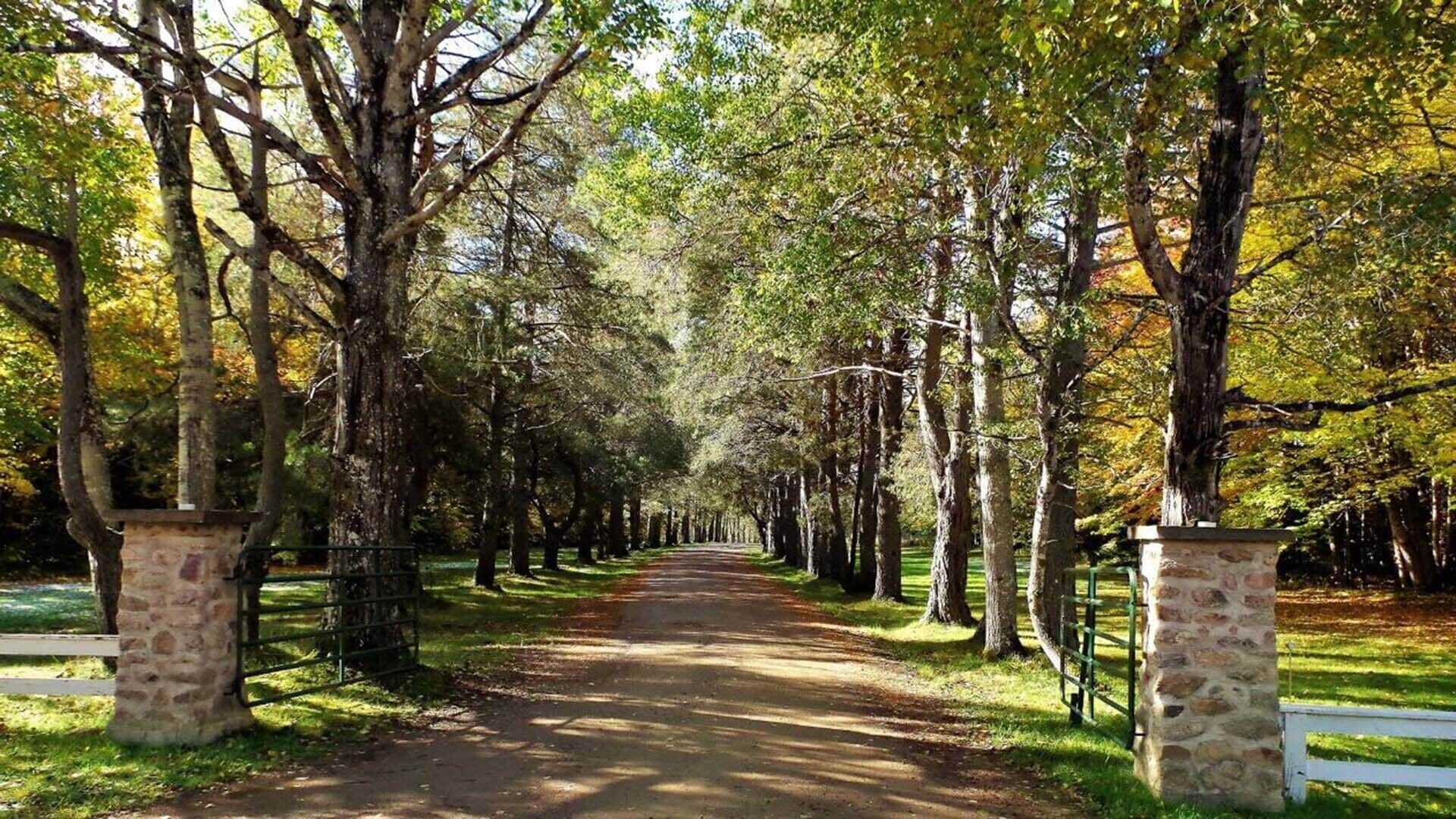 A tree-lined pathway with stone pillars and a white fence on either side.