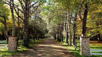 A tree-lined pathway with stone pillars and a white fence on either side.