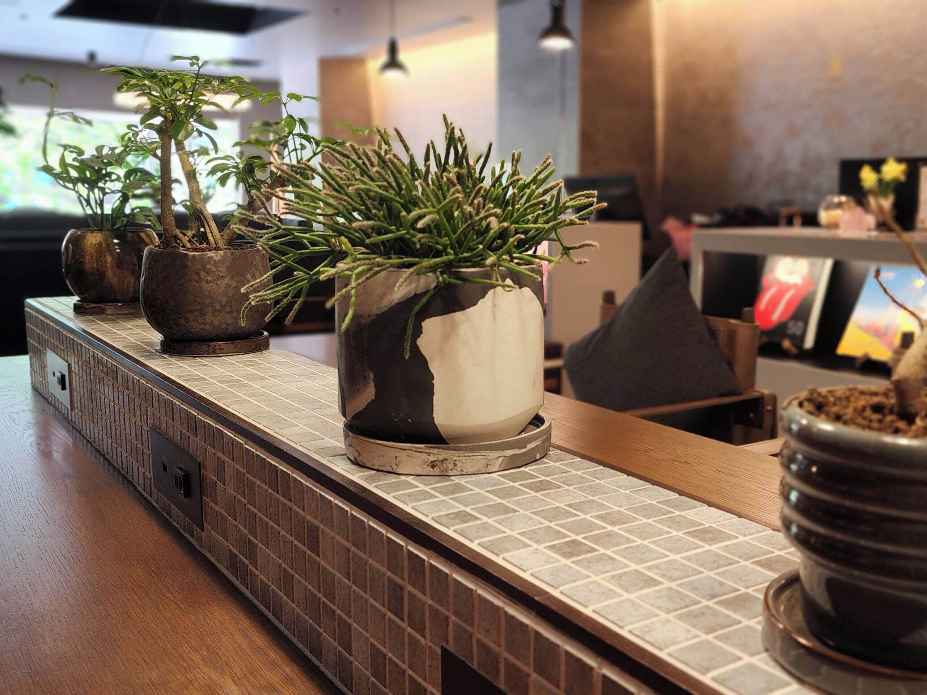 A reception desk with potted plants, a tiled counter, and a person seated in the background.