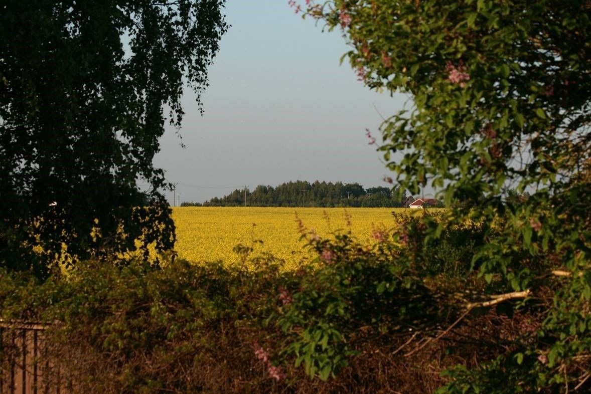 A rural landscape with a field of yellow flowers, a distant tree line, and a small building.