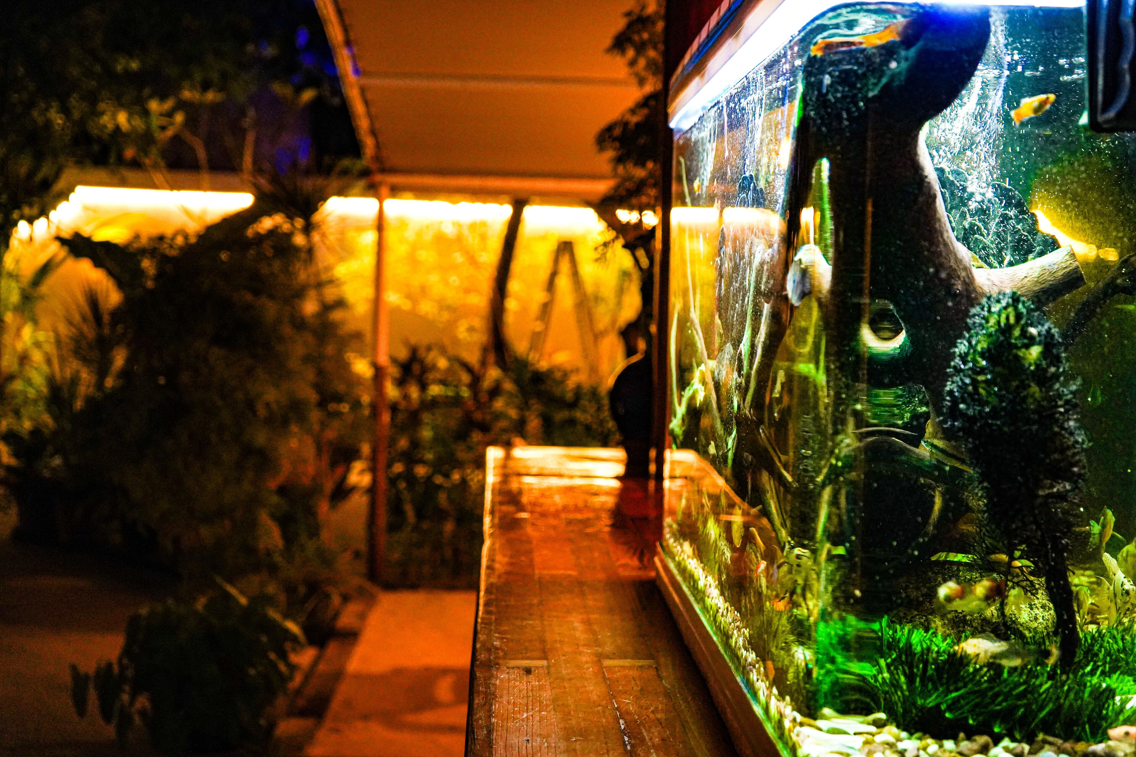 A large aquarium with various fish and aquatic plants, placed on a wooden table in a dimly lit indoor setting.