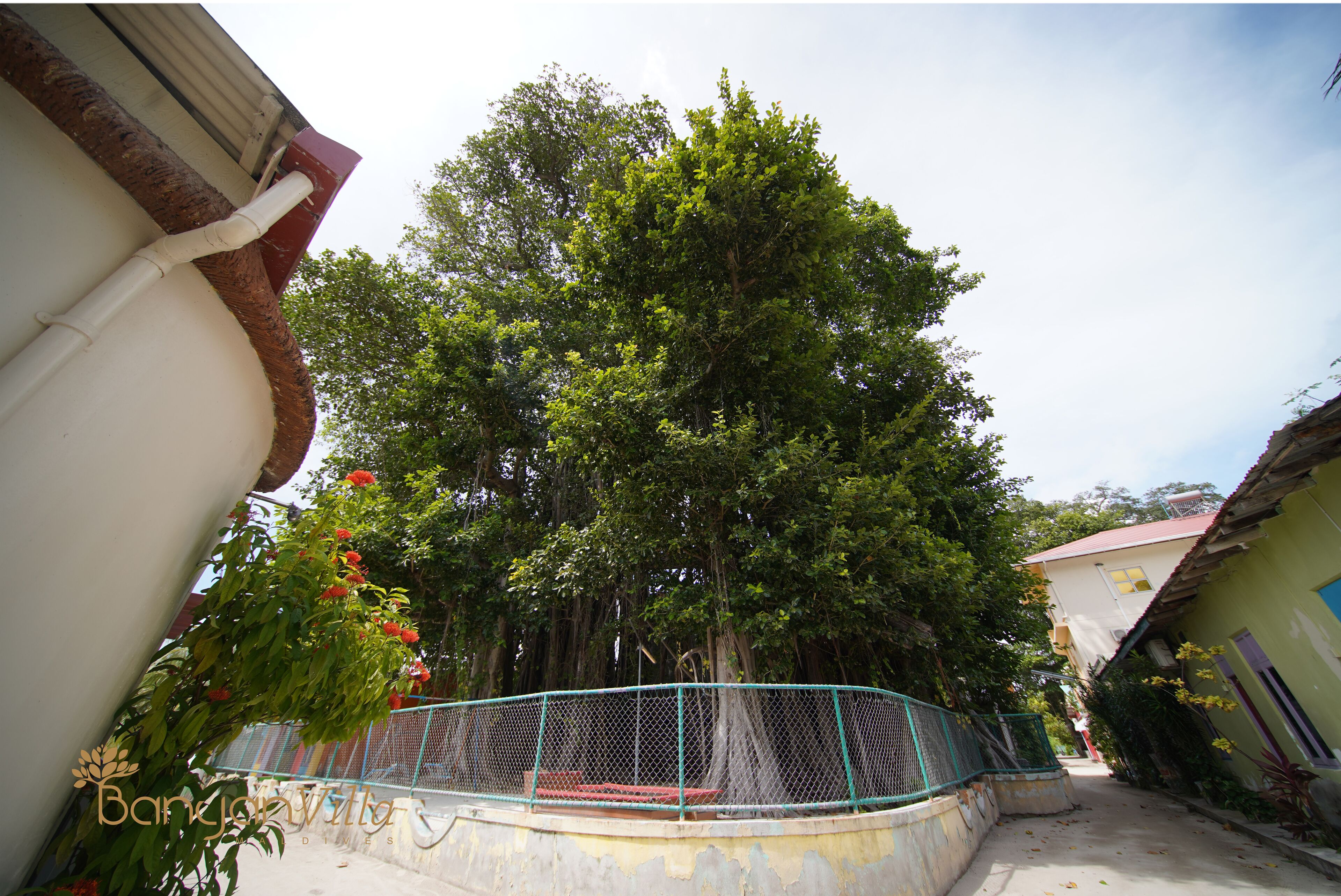 A narrow alley with a large tree and a fence.