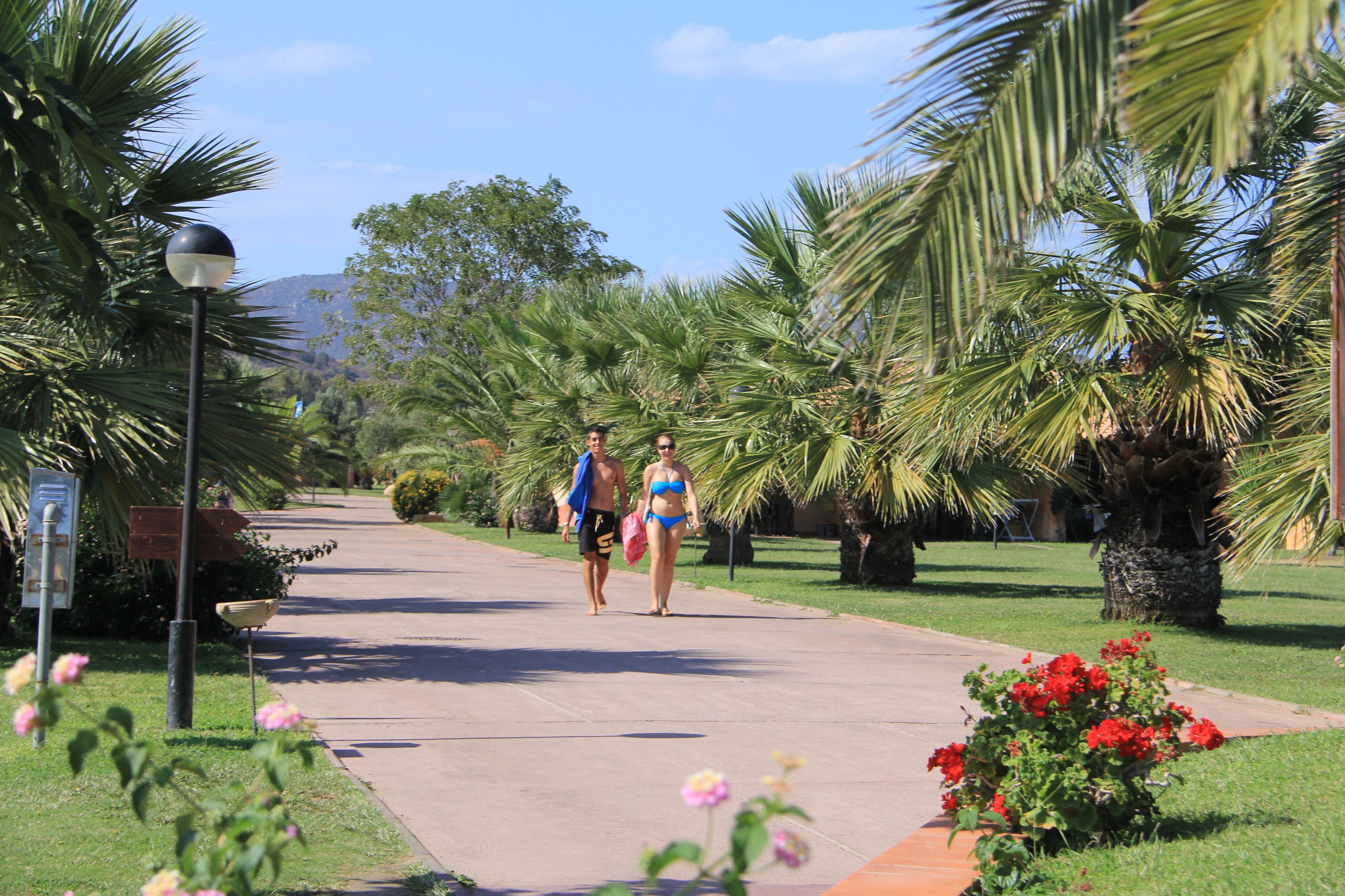 A pathway lined with palm trees and flowers, leading to a building with a signboard.