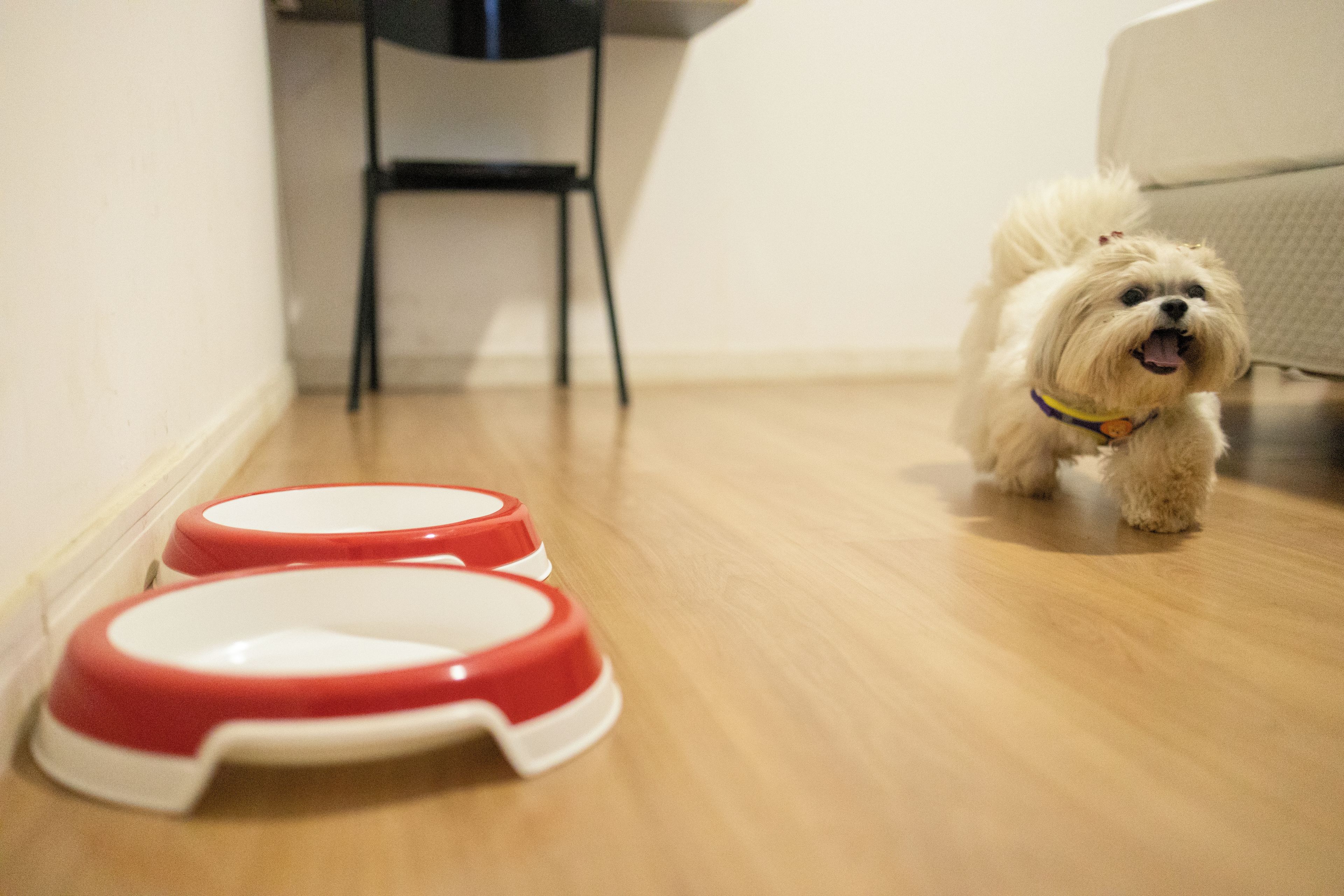 A small dog walking towards a set of red and white pet bowls on a wooden floor.