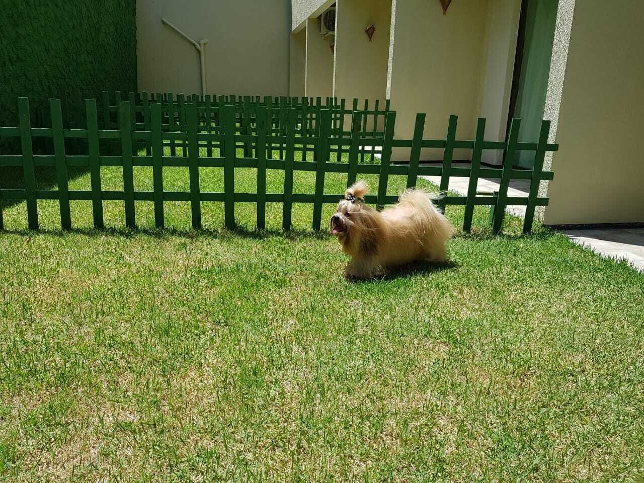 A small dog on a grassy lawn with a green fence in the background.