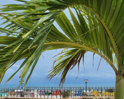 Vista de la playa con una palmera al frente y una cerca con sillas de colores al fondo.