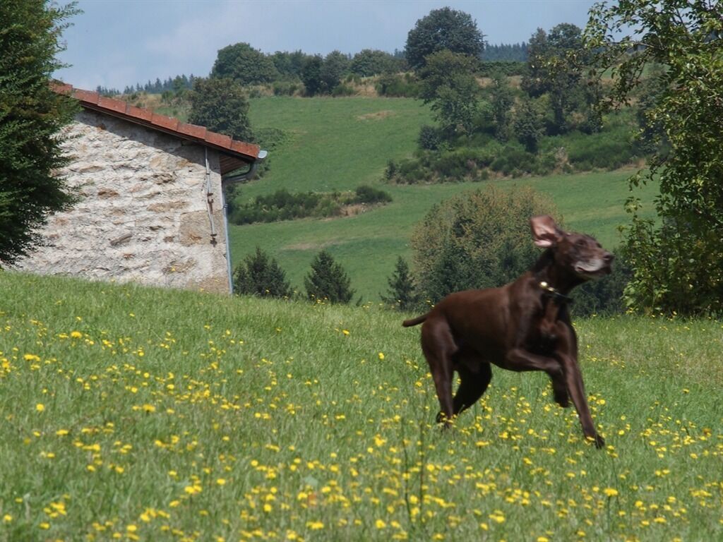 Un chien court dans un champ herbeux, avec un bâtiment en pierre en arrière-plan.