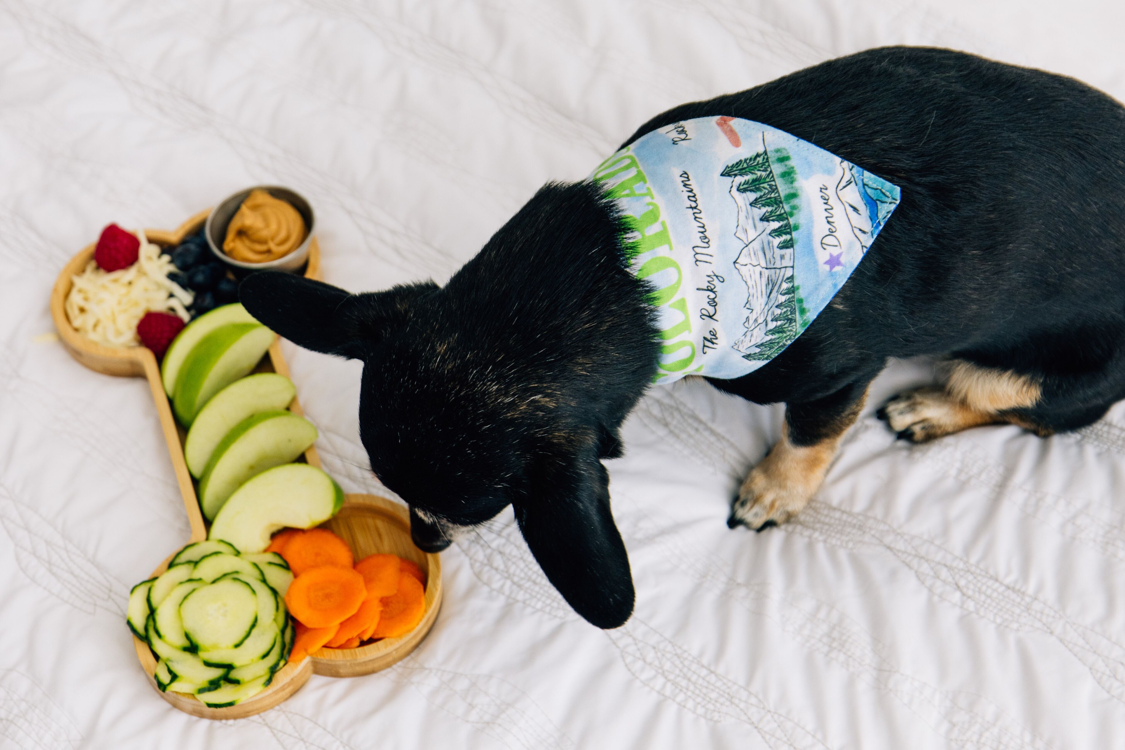 A dog wearing a Colorado Rockies jersey, eating from a bowl of food on a bed.