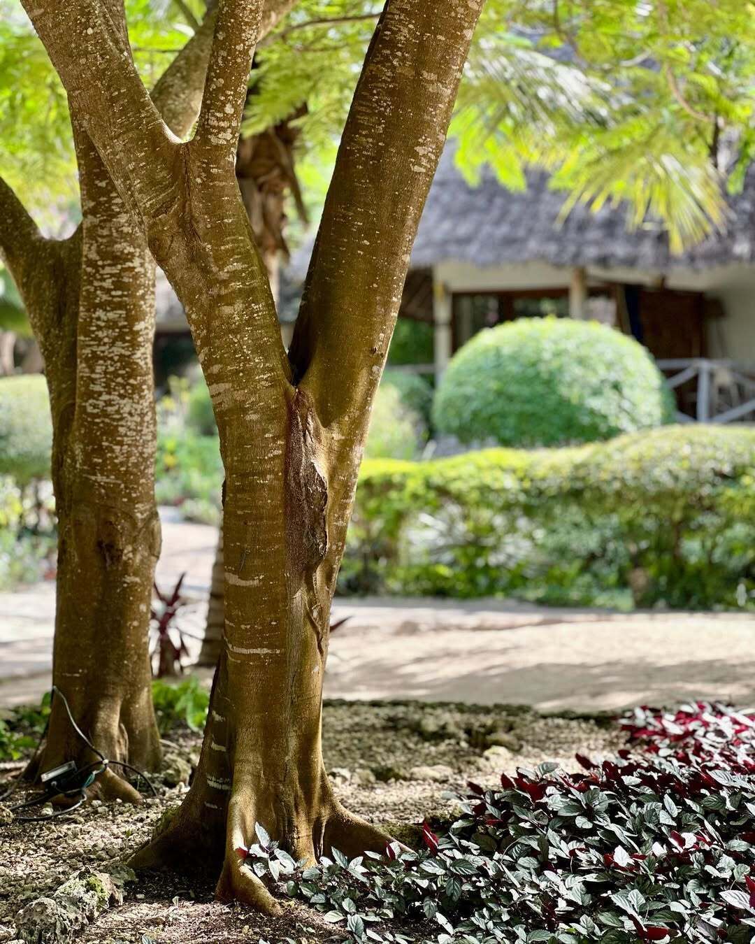 A tree with a textured trunk and a well-maintained garden with various plants and a neatly trimmed bush in the background.
