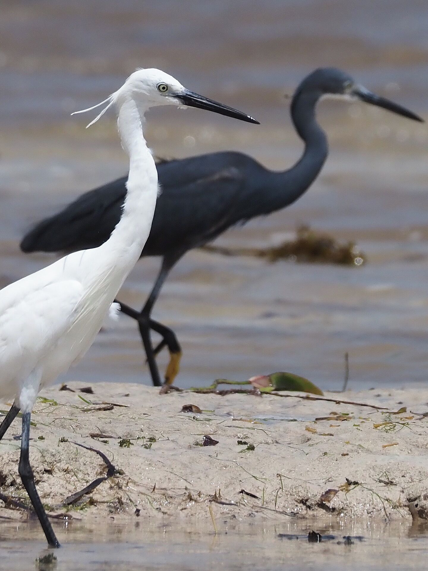 Two birds standing on a sandy surface near water.