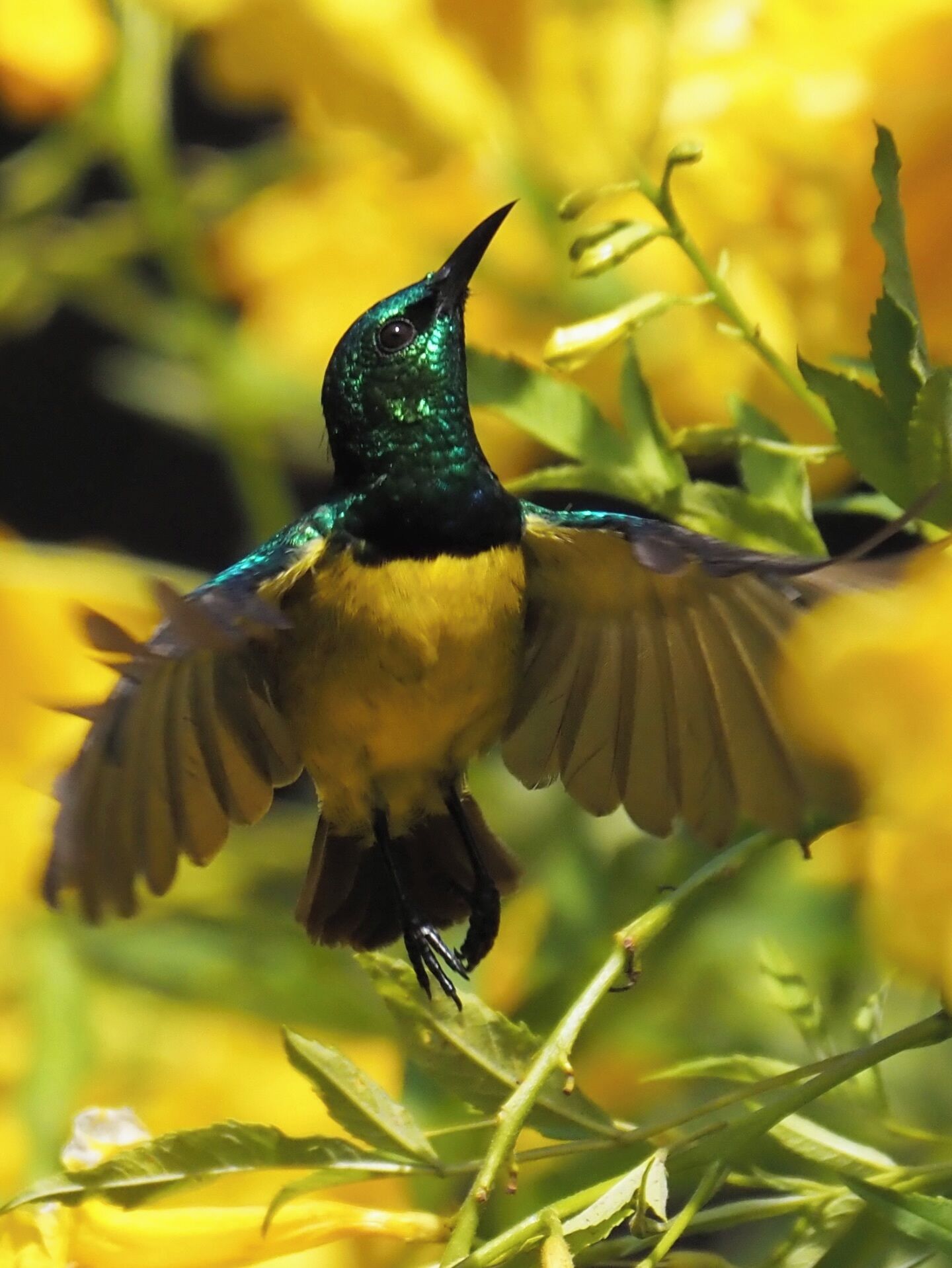 A bird in flight with wings spread, surrounded by greenery and yellow flowers.