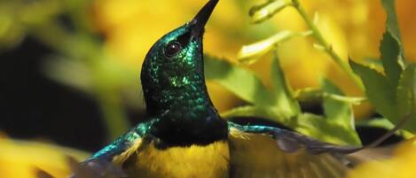 A bird in flight with wings spread, surrounded by greenery and yellow flowers.