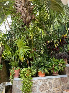 A stone wall with various potted plants, including a palm tree and ferns. - Cavern Apartments (Praslin Island)