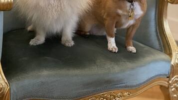 Two dogs sitting on a blue upholstered chair with ornate gold trim.