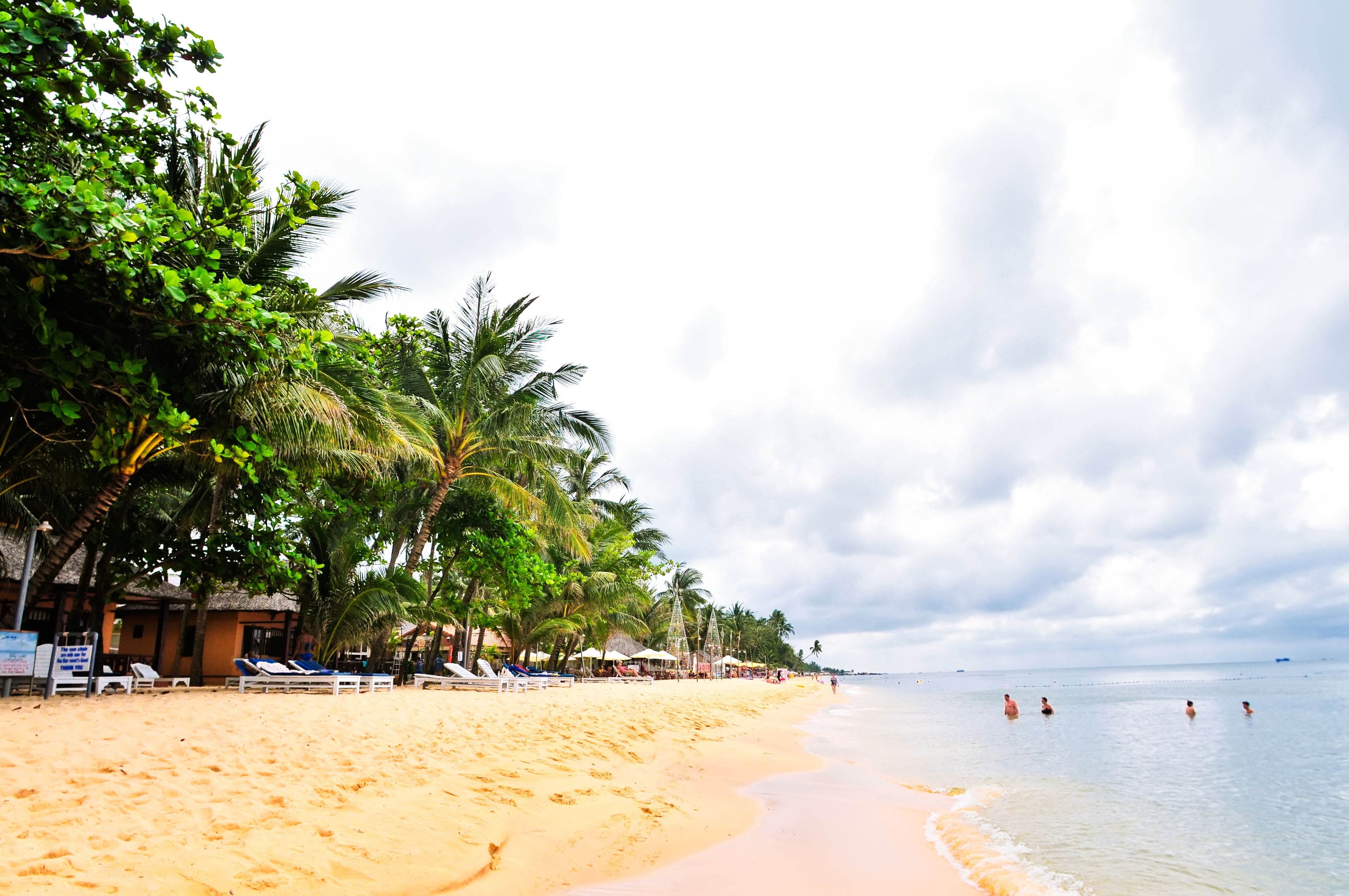 A beach with palm trees, lounge chairs, and a calm sea.