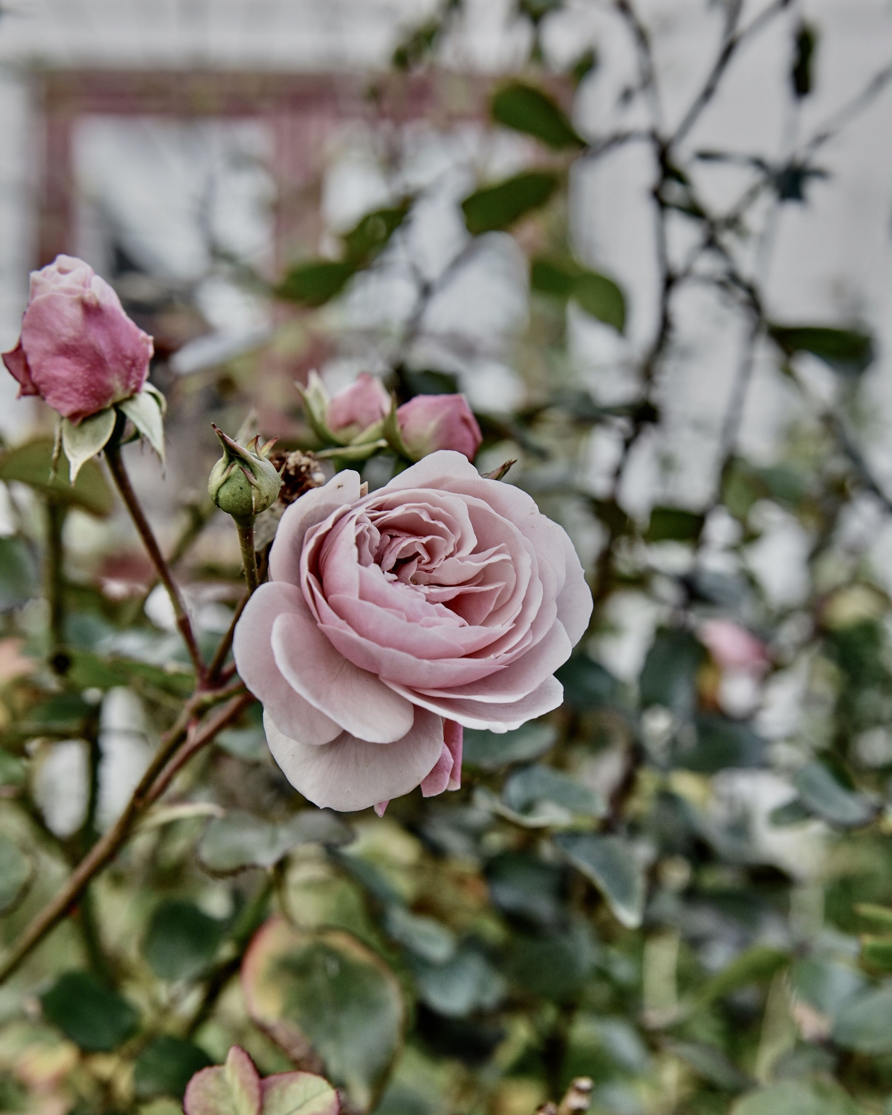 Una rosa amb diverses flors i botons, envoltada de fullatge verd.