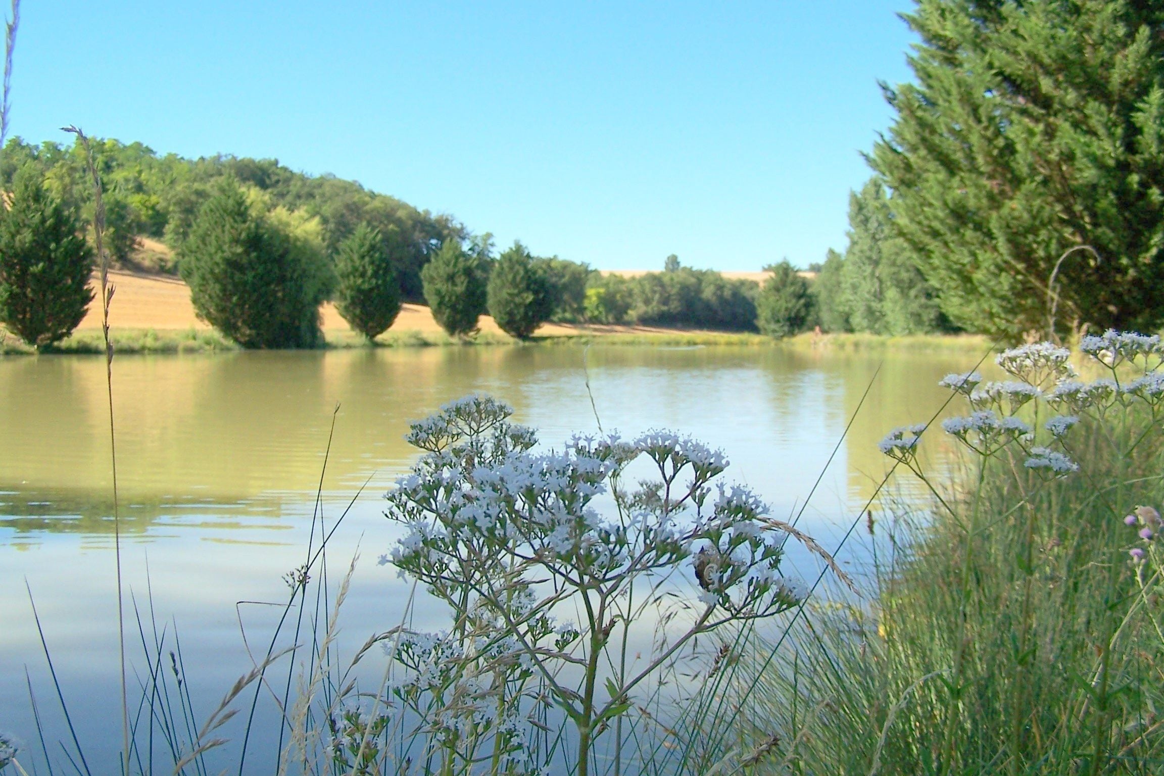 Un lac paisible, entouré de verdure et d’arbres.