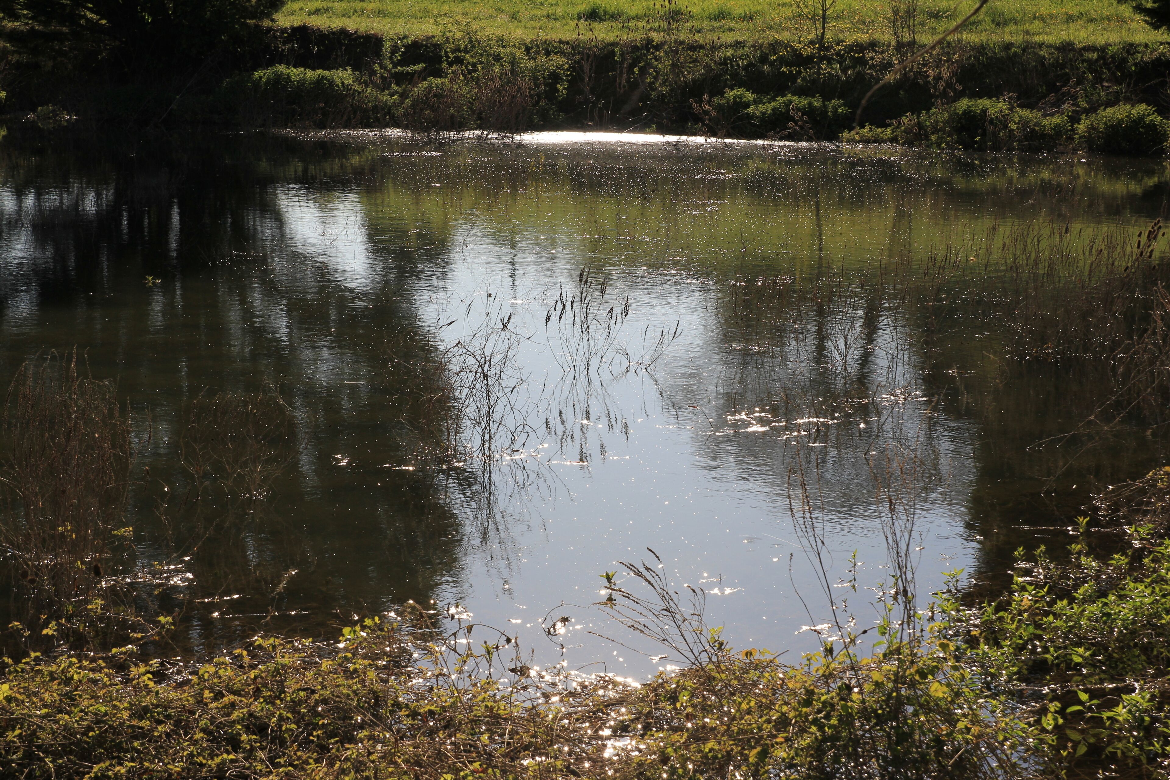 A calm body of water with reflections of surrounding vegetation and a distant structure.