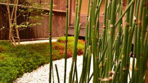 Primer plano de tallos de bambú verde con nudos marrones, frente a una valla de madera y un camino de grava.