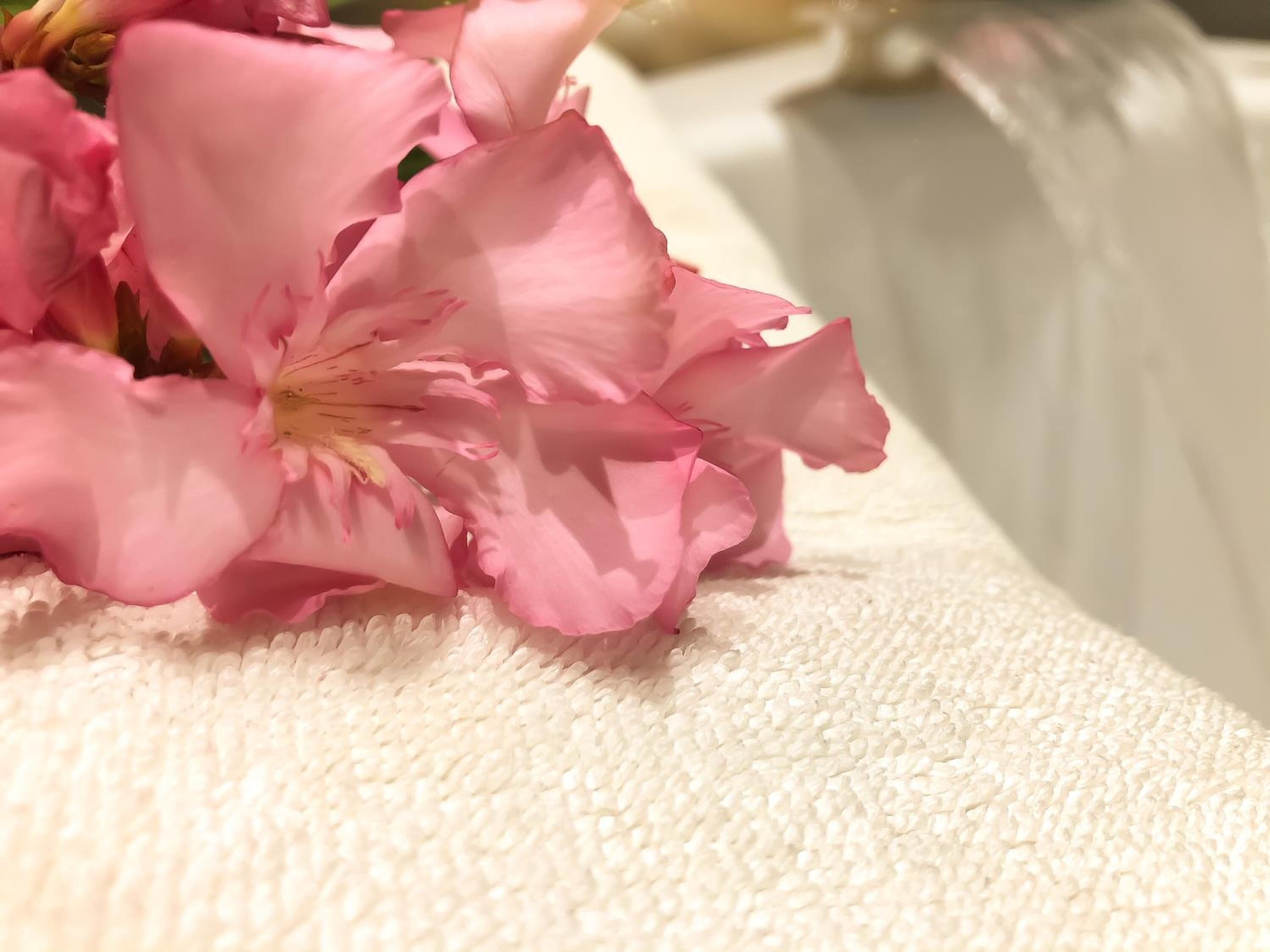 Primer pla de flors roses sobre una superfície blanca rugosa.