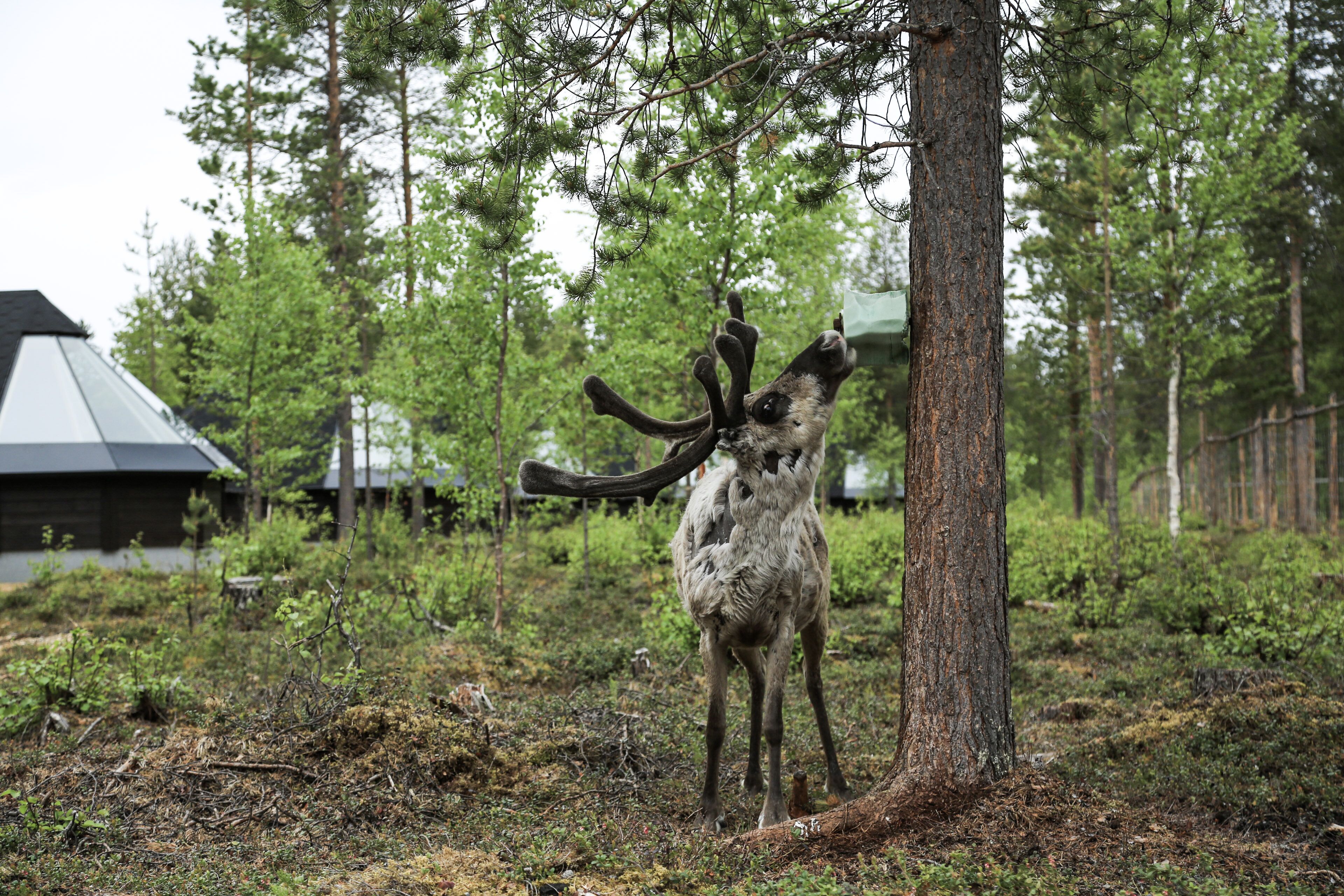 A deer with large antlers standing next to a tree in a forested area with buildings in the background.