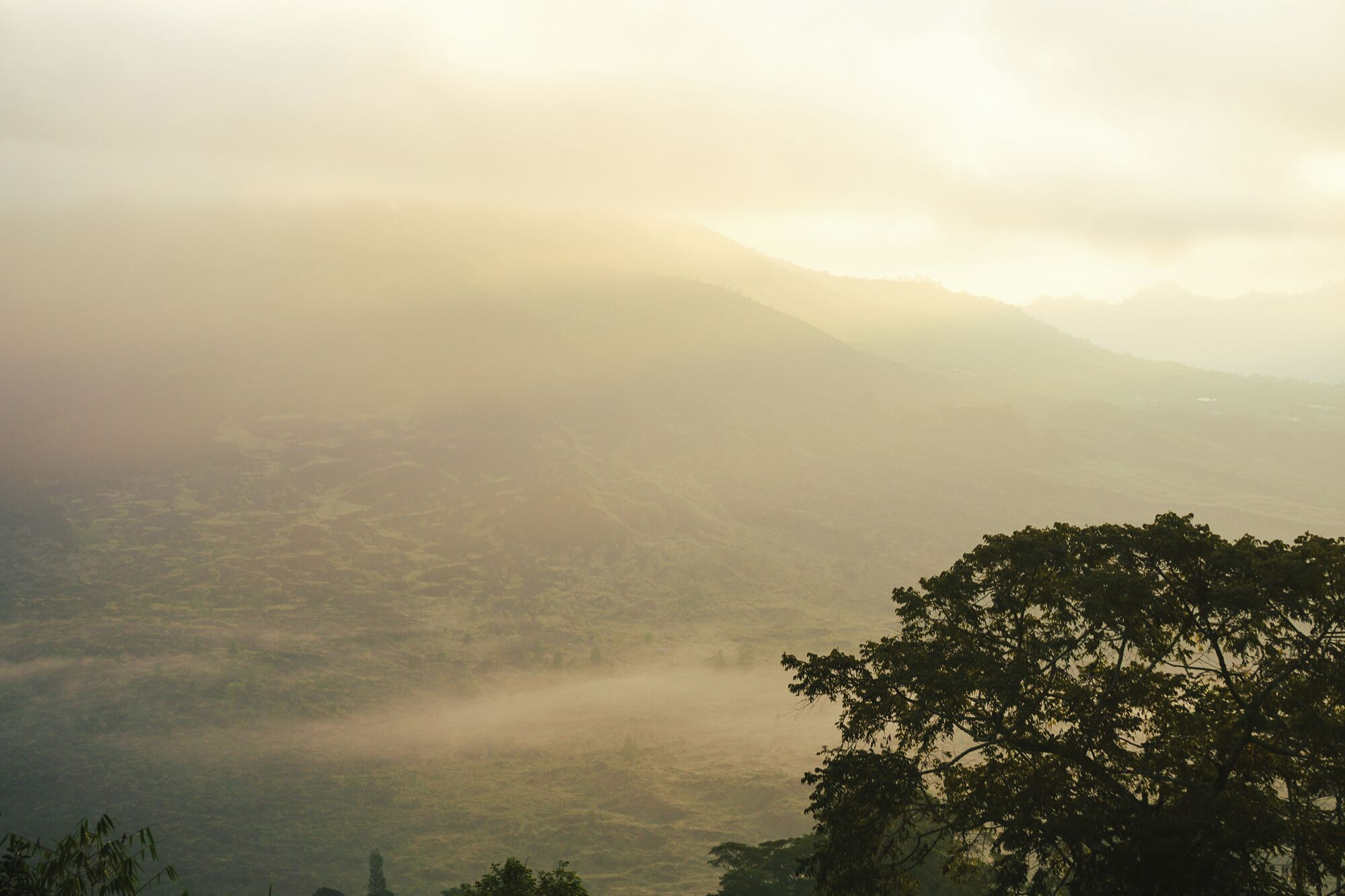Un paisaje montañoso con un valle y un árbol en primer plano.