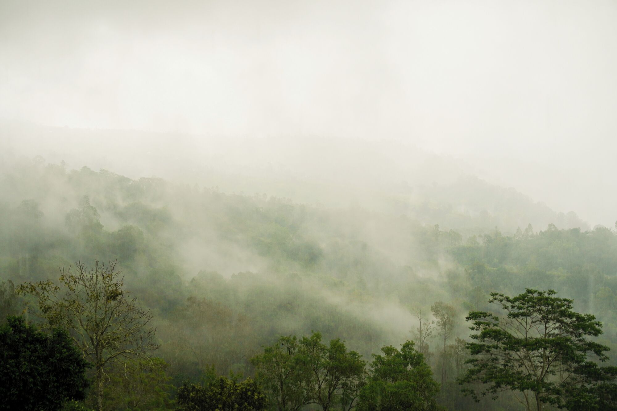 A misty forest landscape with dense tree coverage.
