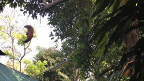Imej tidak diklasifikasikan, 2 daripada 44, butang