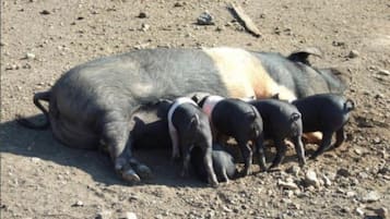 A large animal lying on the ground with several smaller animals nearby.