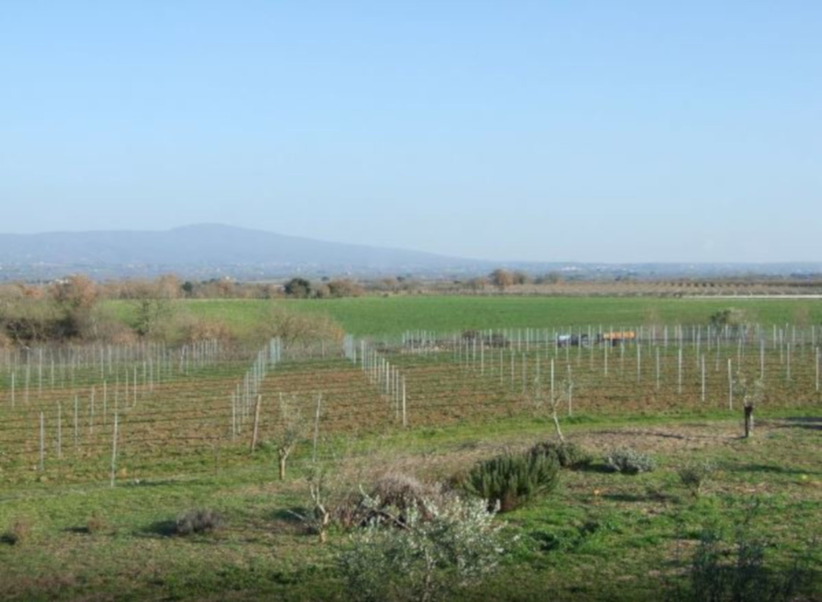 A vineyard with rows of grapevines and a distant mountain range.